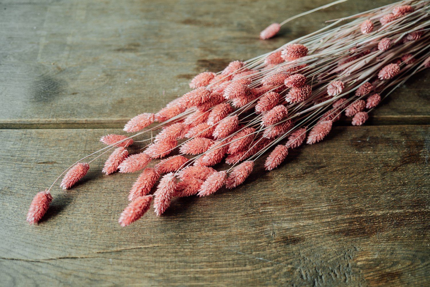 Trockenblume Phalaris gefrostet pink getrocknet im Bund ca. 60 cm, NaDeco