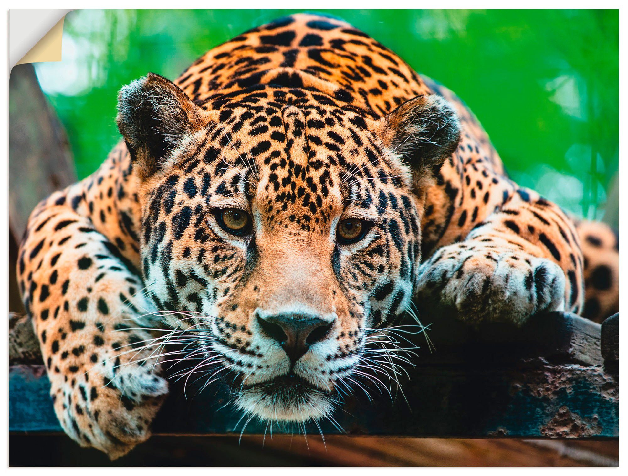 (1 St), Wandaufkleber Alubild, Wildtiere in Jaguar, versch. Südamerikanischer Artland oder Größen Poster Wandbild Leinwandbild, als