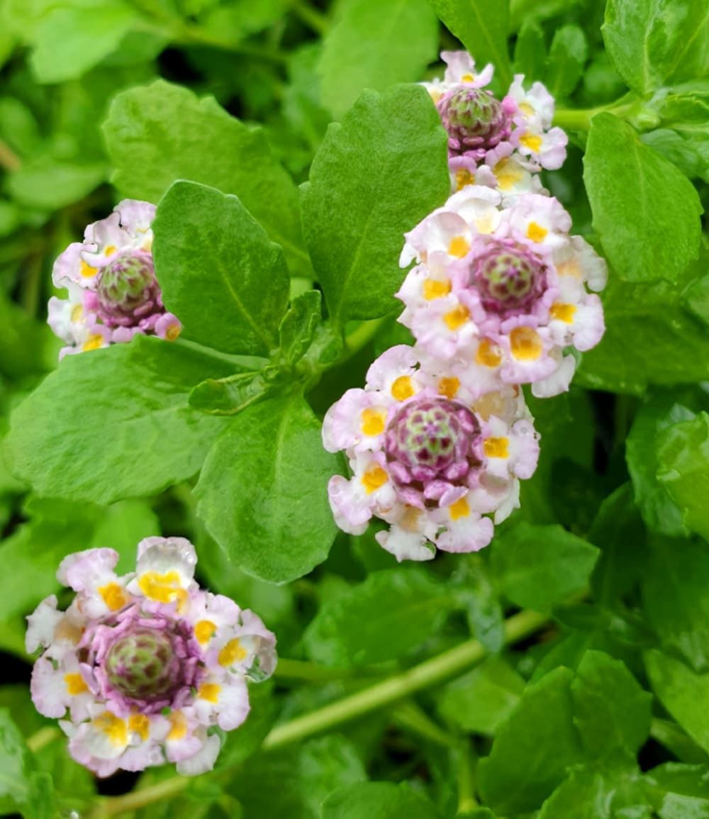 BALDUR Garten Bodendecker Lippia Summer Pearls® Kollektion rosa und weiß, 8 St., Kriechpflanze, winterhart, mehrjährig, pflegeleicht