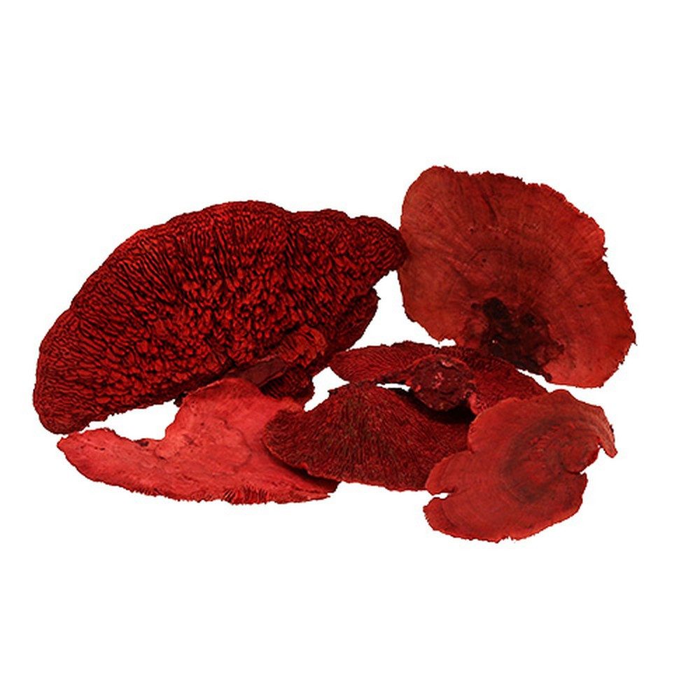 Trockenblume Baumschwamm Rot 1kg – Deko-Pilz, Schaufensterdekoration, Herbstdeko