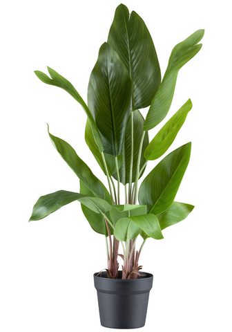  Kunstpflanze Strelitzia nicolai Creati...