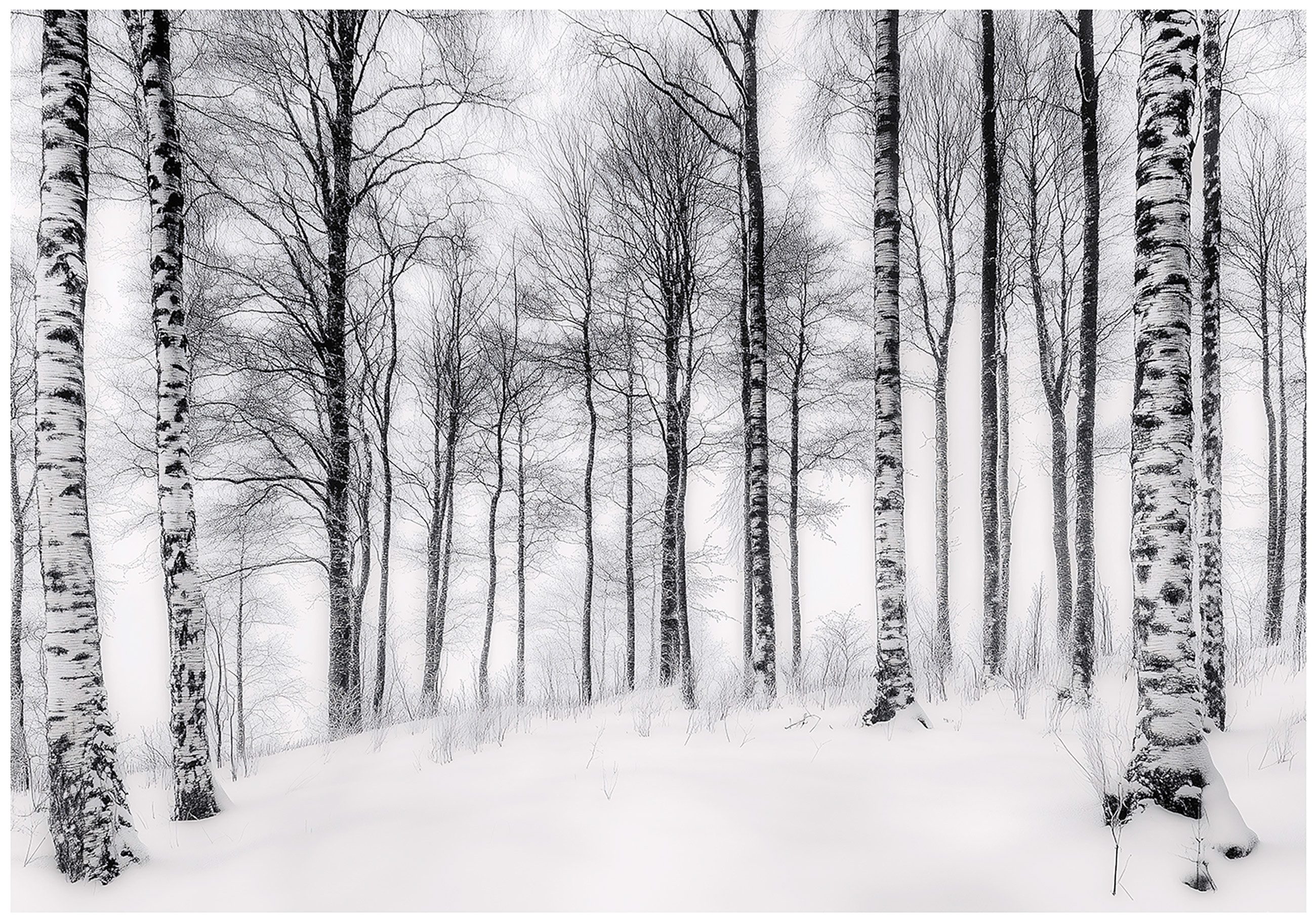 Wallarena Fototapete Wald Schwarz Weiß Vlies günstig online kaufen