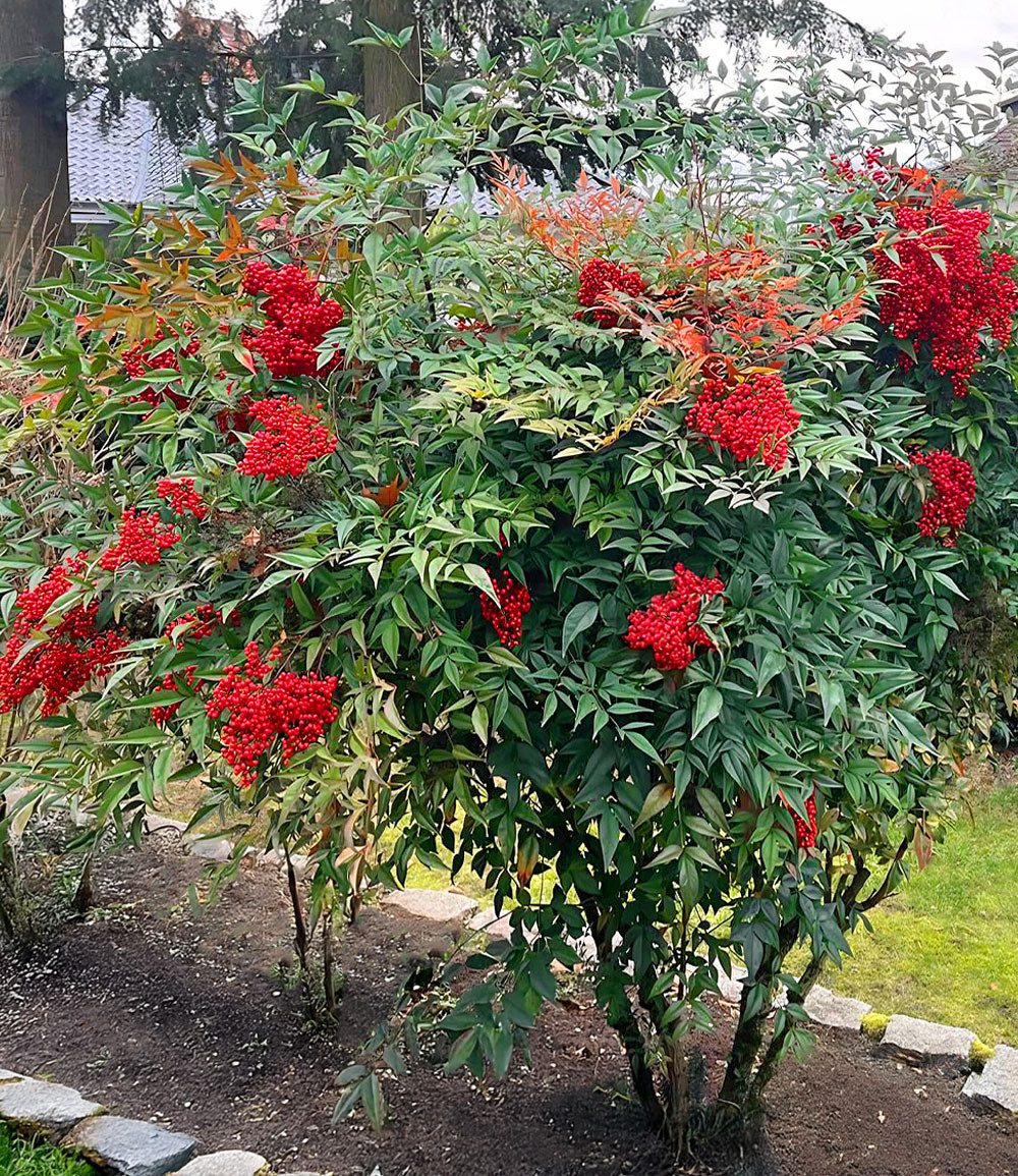 BALDUR Garten Zierstrauch Himmelsbambus Nandina domestica, 1 St., Aufrecht, immergrün,winterhart, mehrjährig, pflegeleicht