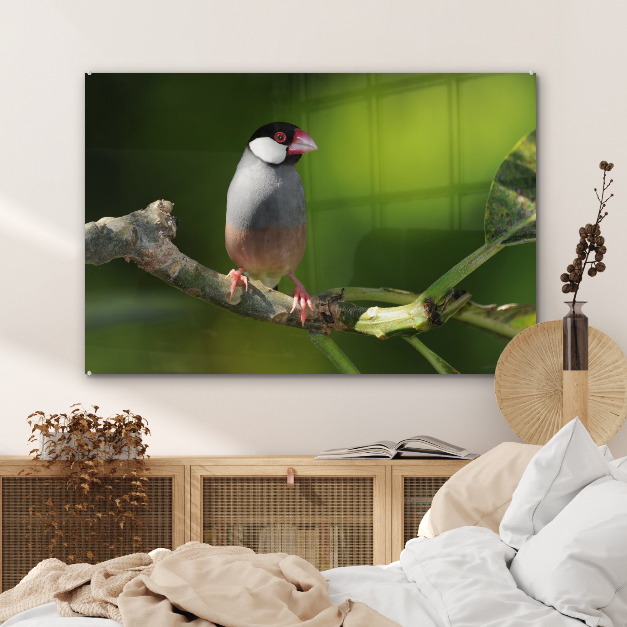 (1 Acrylglasbilder MuchoWow Wohnzimmer einem Acrylglasbild auf Schlafzimmer sitzt eines Plumaria-Baumes, & Reisvogel St), Ast