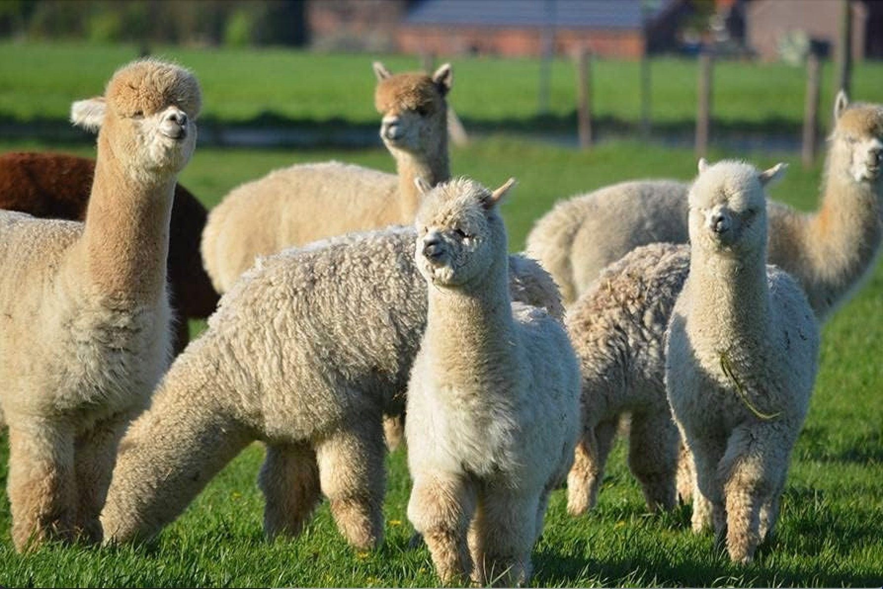 Abolengo de Alpaca Kuschelsocken Feinste Alpaka Socken