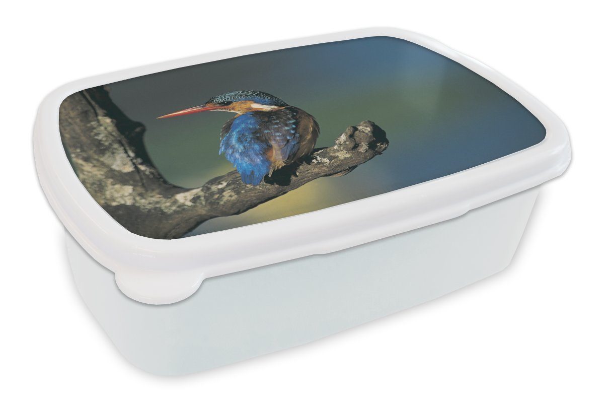 MuchoWow Lunchbox Farbenfroh, - - und für und (2-tlg), weiß Kunststoff, Brotbox Tier Mädchen für Eisvogel Erwachsene, Jungs Brotdose, Kinder
