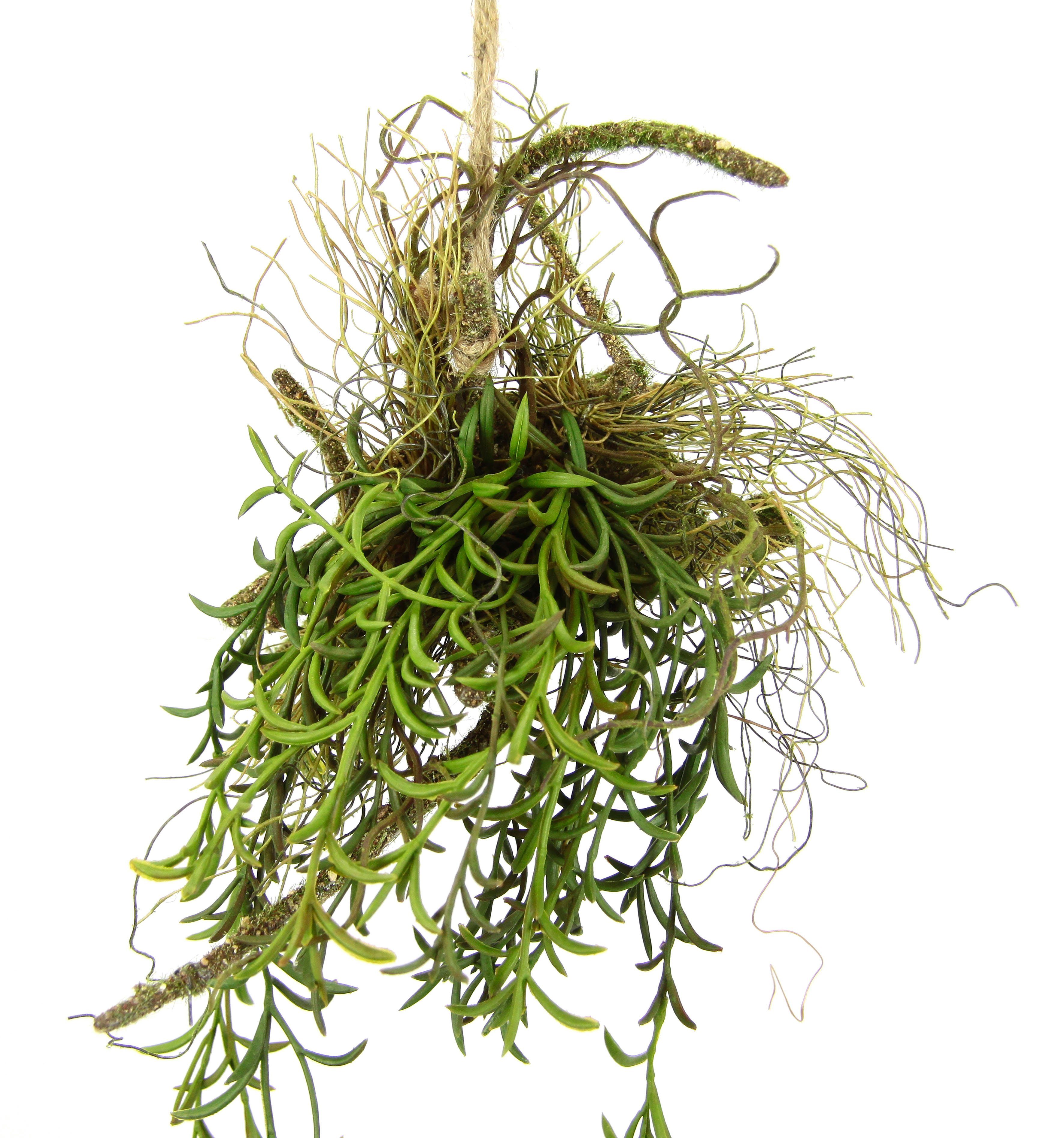 Kunstpflanze Tillandsia, I.GE.A., Höhe 72 cm, Hänger auf Ast Künstlicher  Moos Hängeampel Kunstpflanze