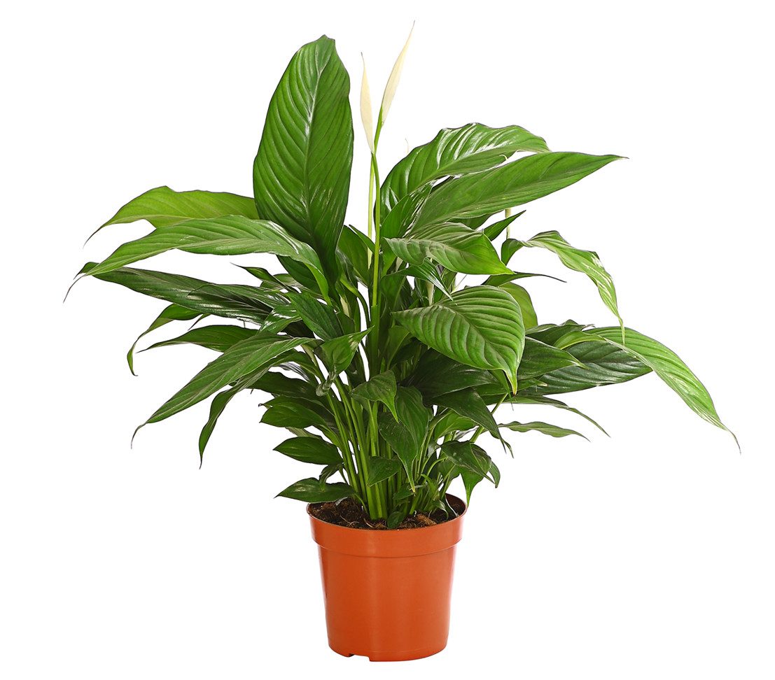 Dehner Zimmerpflanze Einblatt Air So Pure®, Spathiphyllum wallisii Bingo, 60-65 cm, luftreinigend, pflegeleicht, weiße Blüten