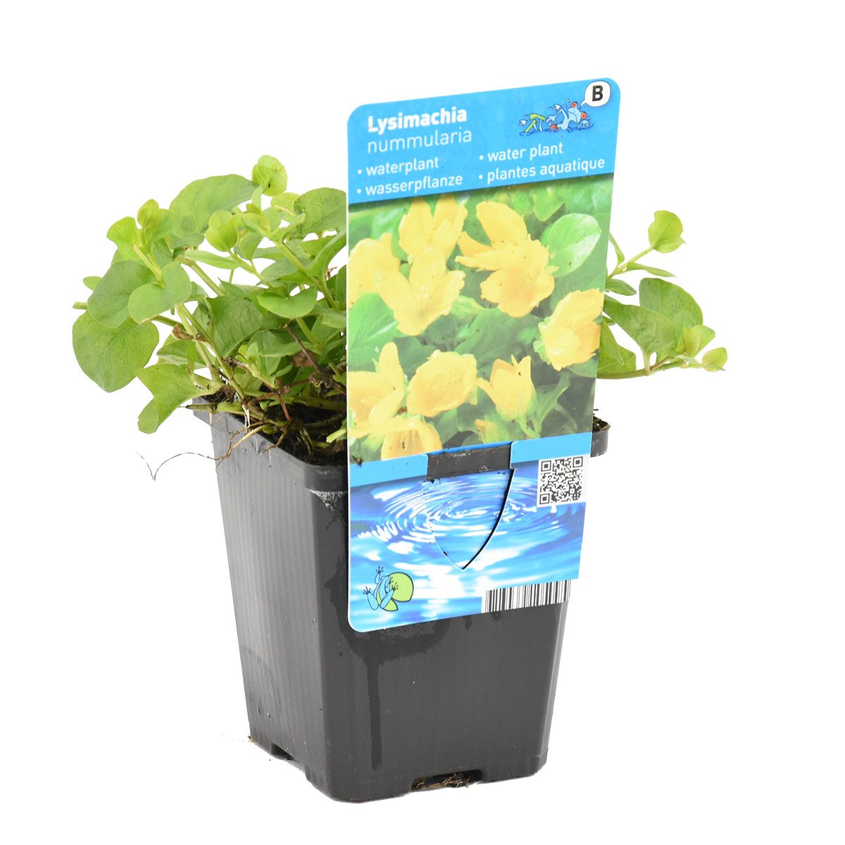 Bloomique Wasserpflanze Lysimachia Nummularia, Pfennigkraut, Teichpflanze, 10-20 cm, Topf 9 cm, 1 St.