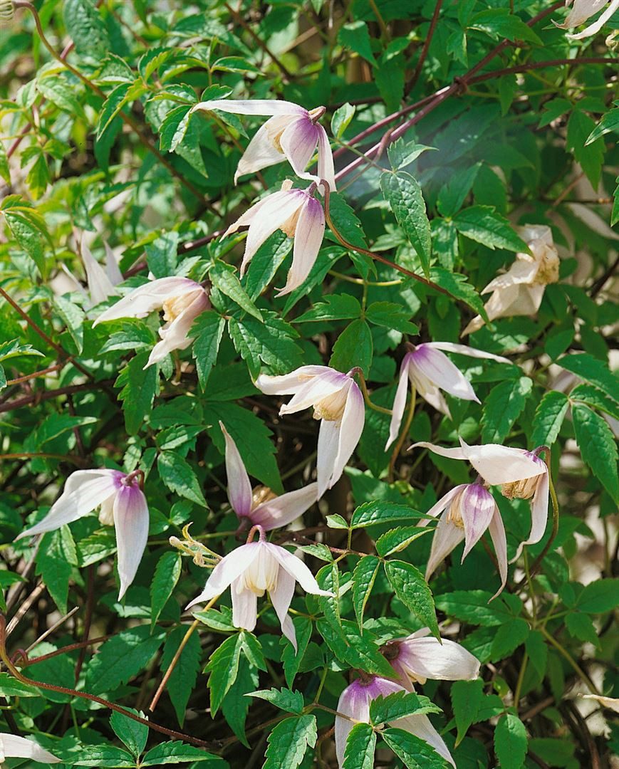 Pflanzen für Dich Kletterpflanze Clematis alpina Willy, 1 St., Alpen-Waldrebe, Alpenrebe, rosa Blüten, frühblühend