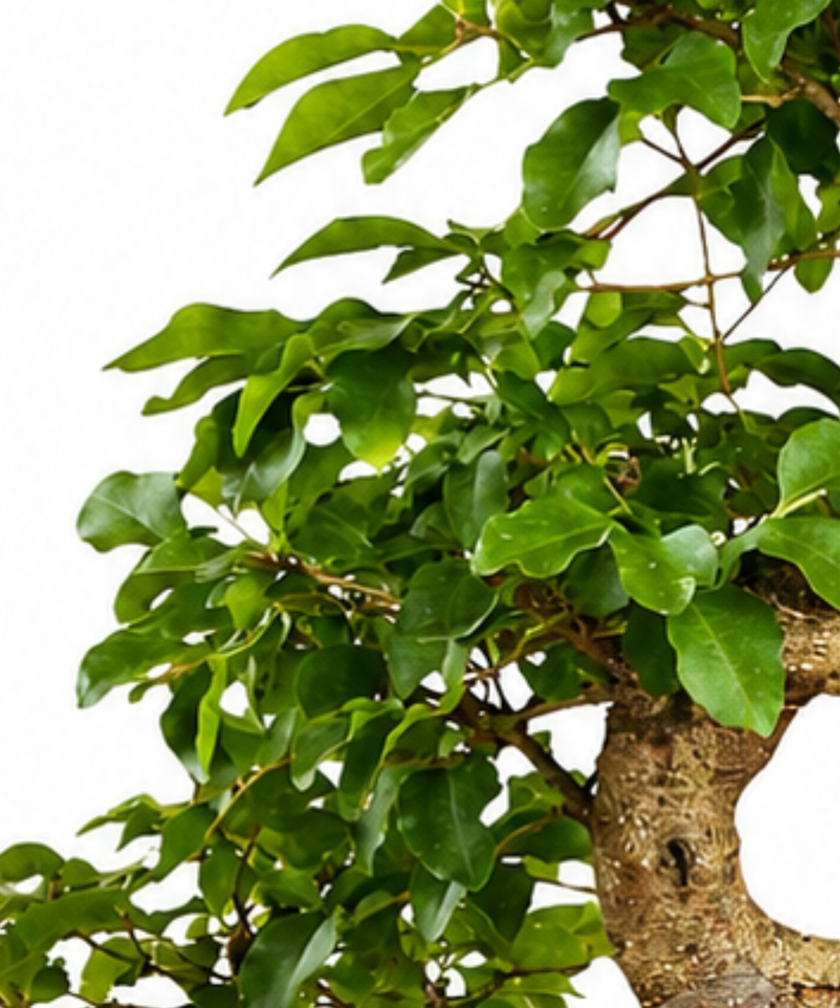 Genki-Bonsai Zimmerpflanze Bonsai Anfänger Set chinesischer Liguster Komplettset, 4-teiliges Bonsai-Komplettset für Einsteiger und Fortgeschrittene, immergrün, schnittverträglich, für Anfänger geeignet