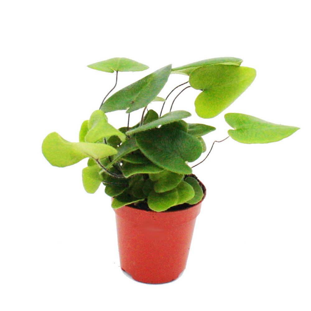 Exotenherz Zimmerpflanze Mini-Pflanze Hemionitis arifolia Herzfarn im 5,5cm günstig online kaufen