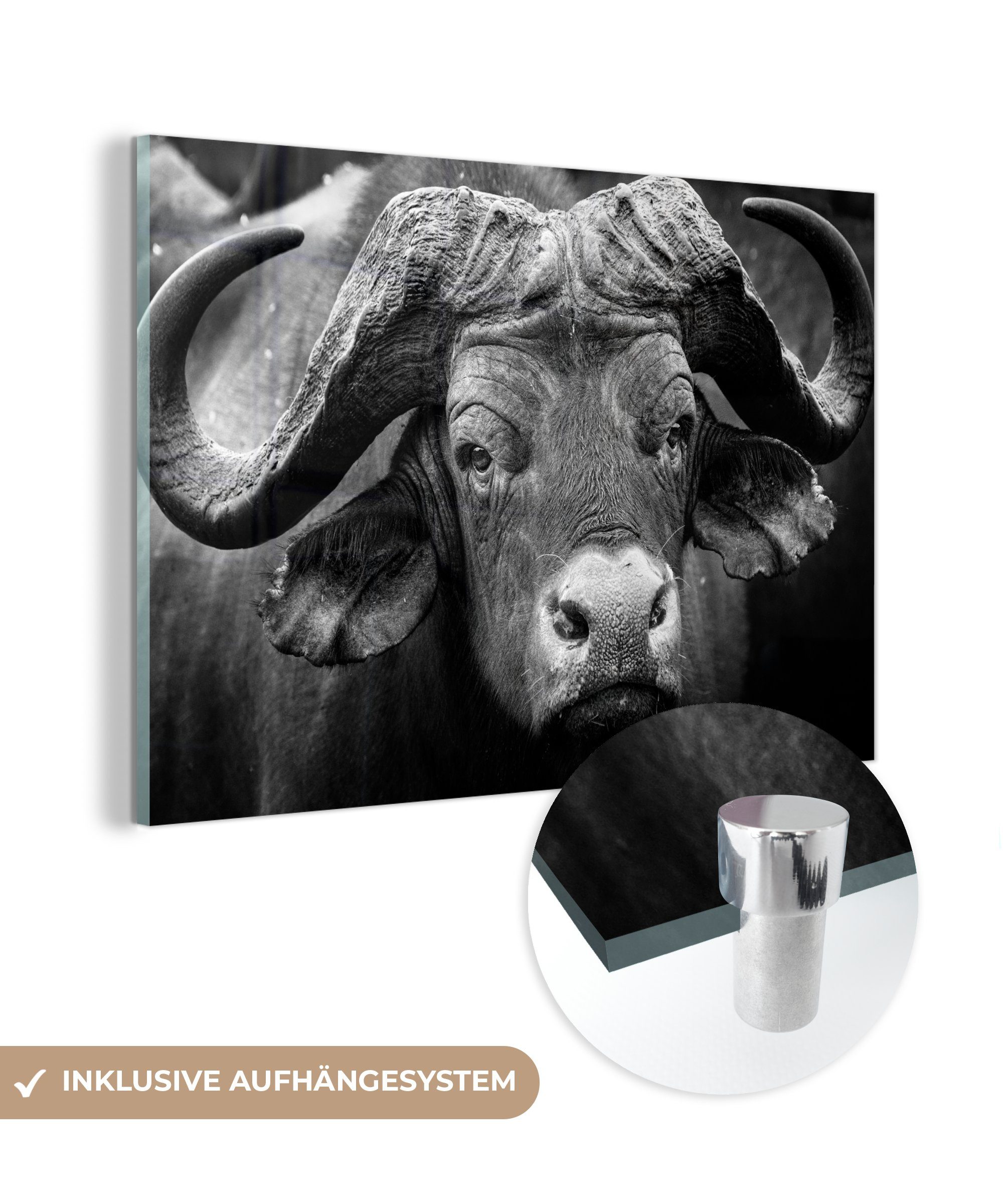 MuchoWow Acrylglasbild Tierprofil Kaffernbüffel in Schwarz und Weiß, (1 St), Acrylglasbilder Wohnzimmer & Schlafzimmer