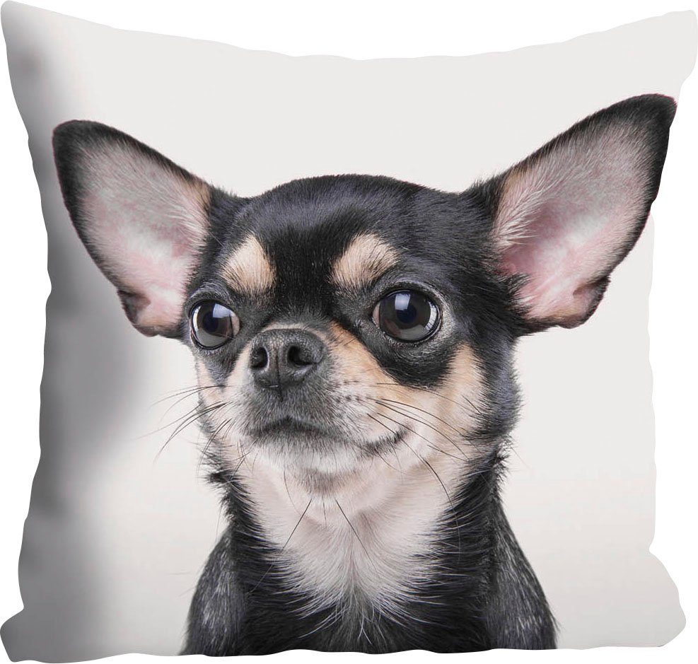 queence Dekokissen Mailin, Kissenhülle,Chihuahua,Hund,Tiermotiv,Niedlich,Verspielt,Haustier,Zart