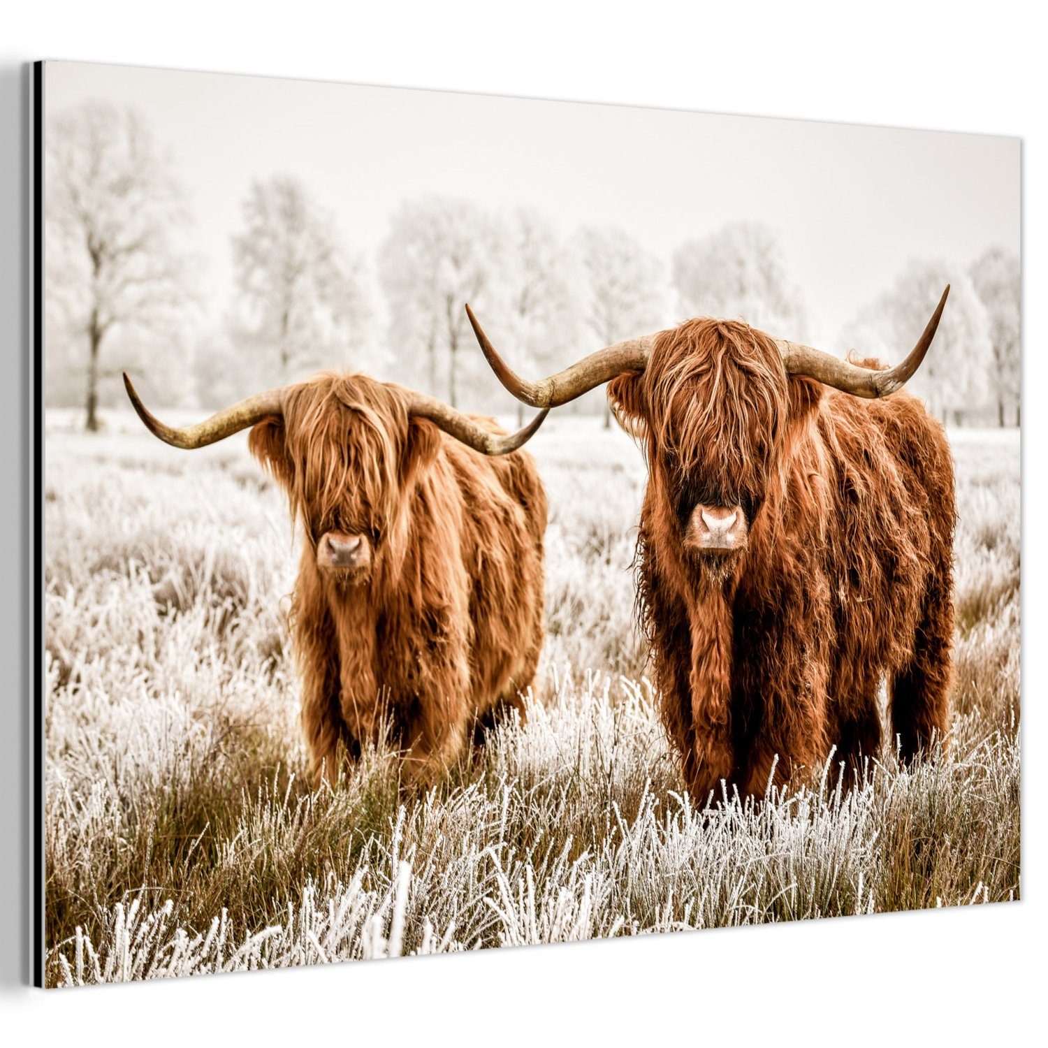 MuchoWow Metallbild Schottischer Hochländer - Kuh günstig online kaufen