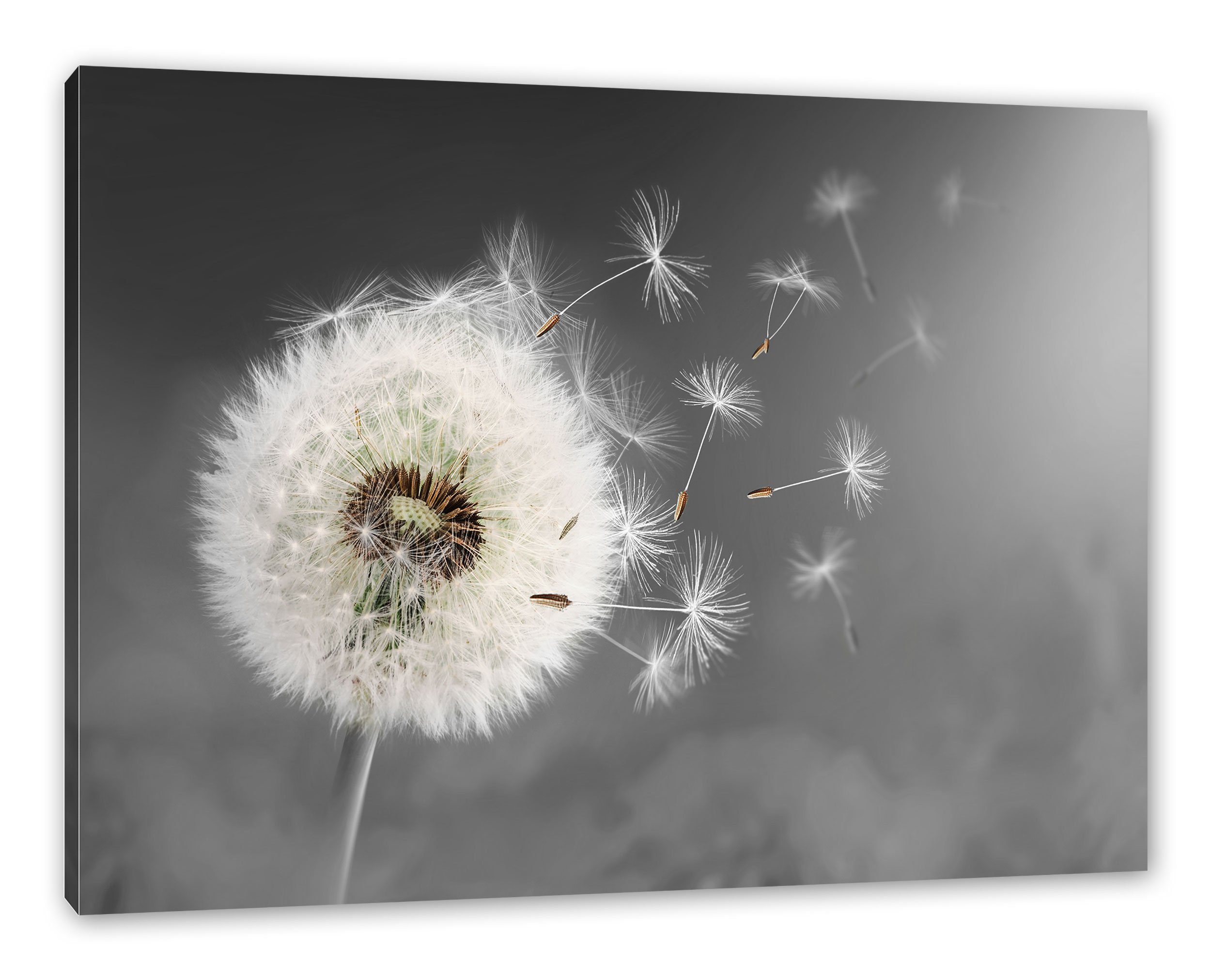 Pixxprint Leinwandbild Löwenzahn Samen, Löwenzahn Samen günstig online kaufen