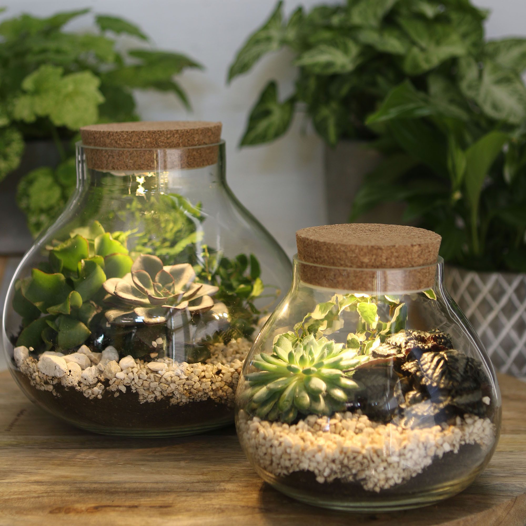 Annastore Übertopf Pflanz-Terrarium mit LED-Beleuchtung - günstig online kaufen