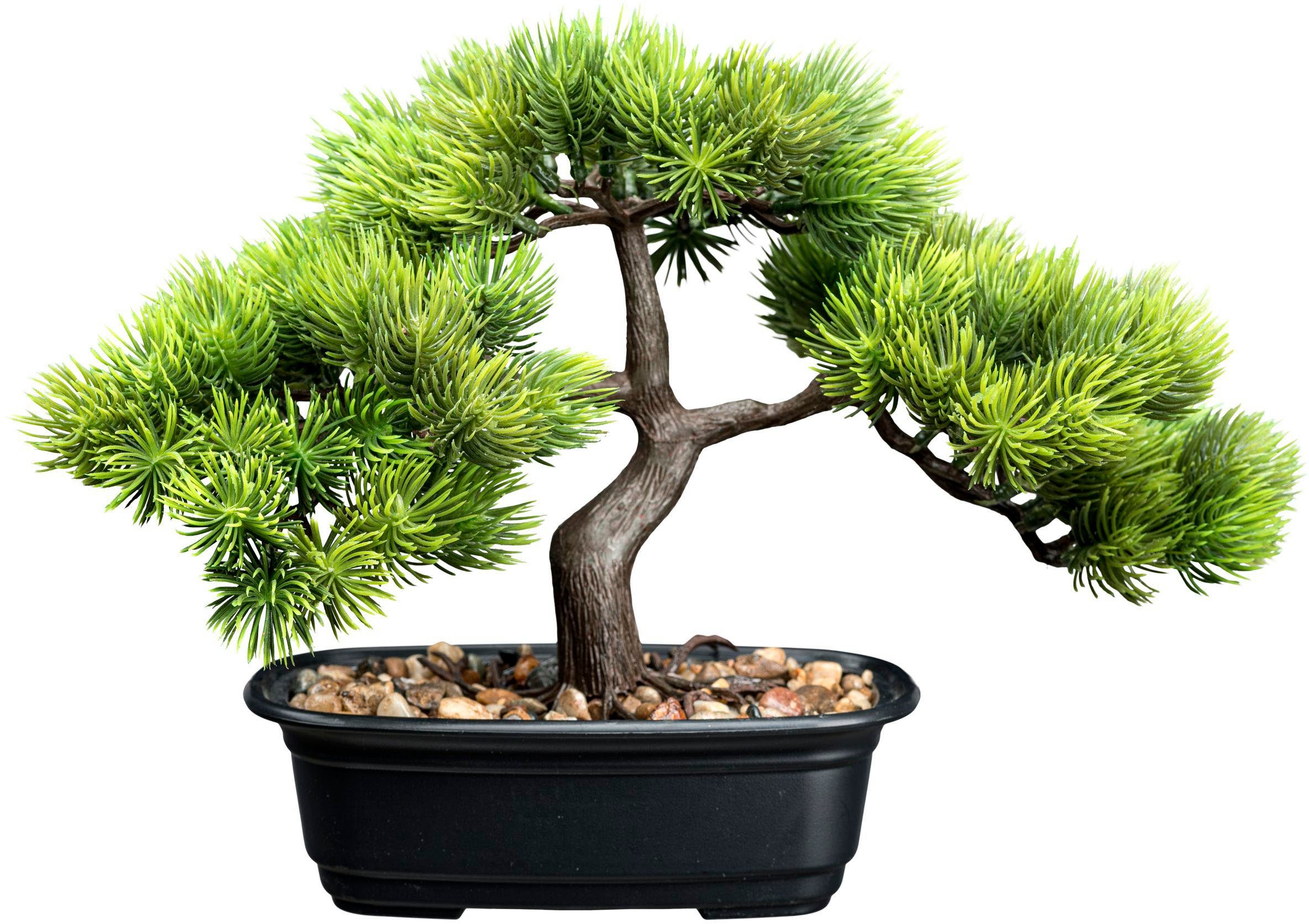 Kunstbonsai Bonsai Kiefer Bonsai Kiefer, Creativ günstig online kaufen