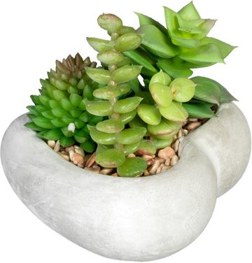 Künstliche Zimmerpflanze Sukkulentenarrangement Sukkulente, Creativ green, Höhe 7 cm, in Zementschale, 3er Set