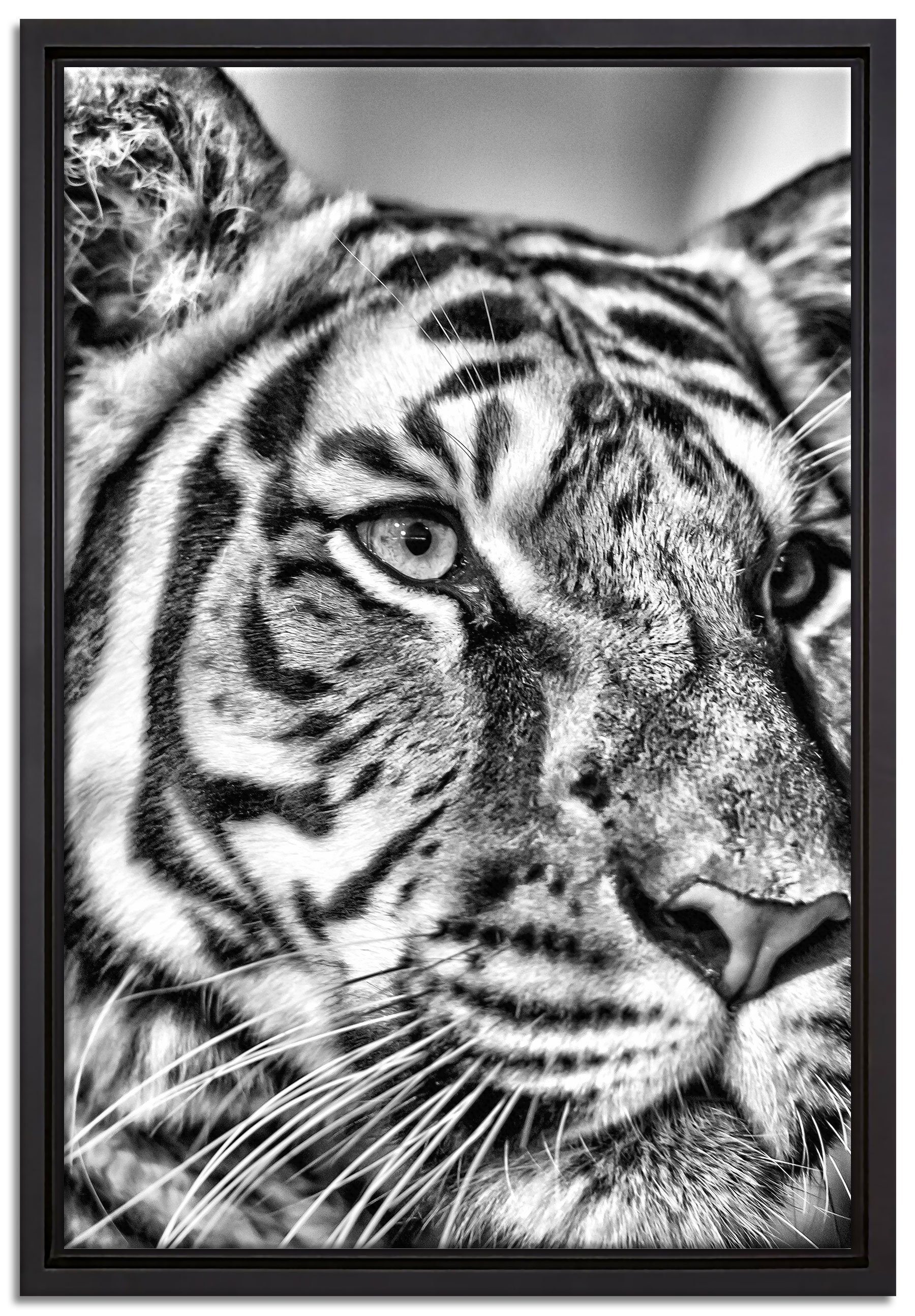 Leinwandbild fertig inkl. (1 Wanddekoration in schöner Pixxprint Zackenaufhänger Leinwandbild gefasst, bespannt, Schattenfugen-Bilderrahmen Tiger, einem St),