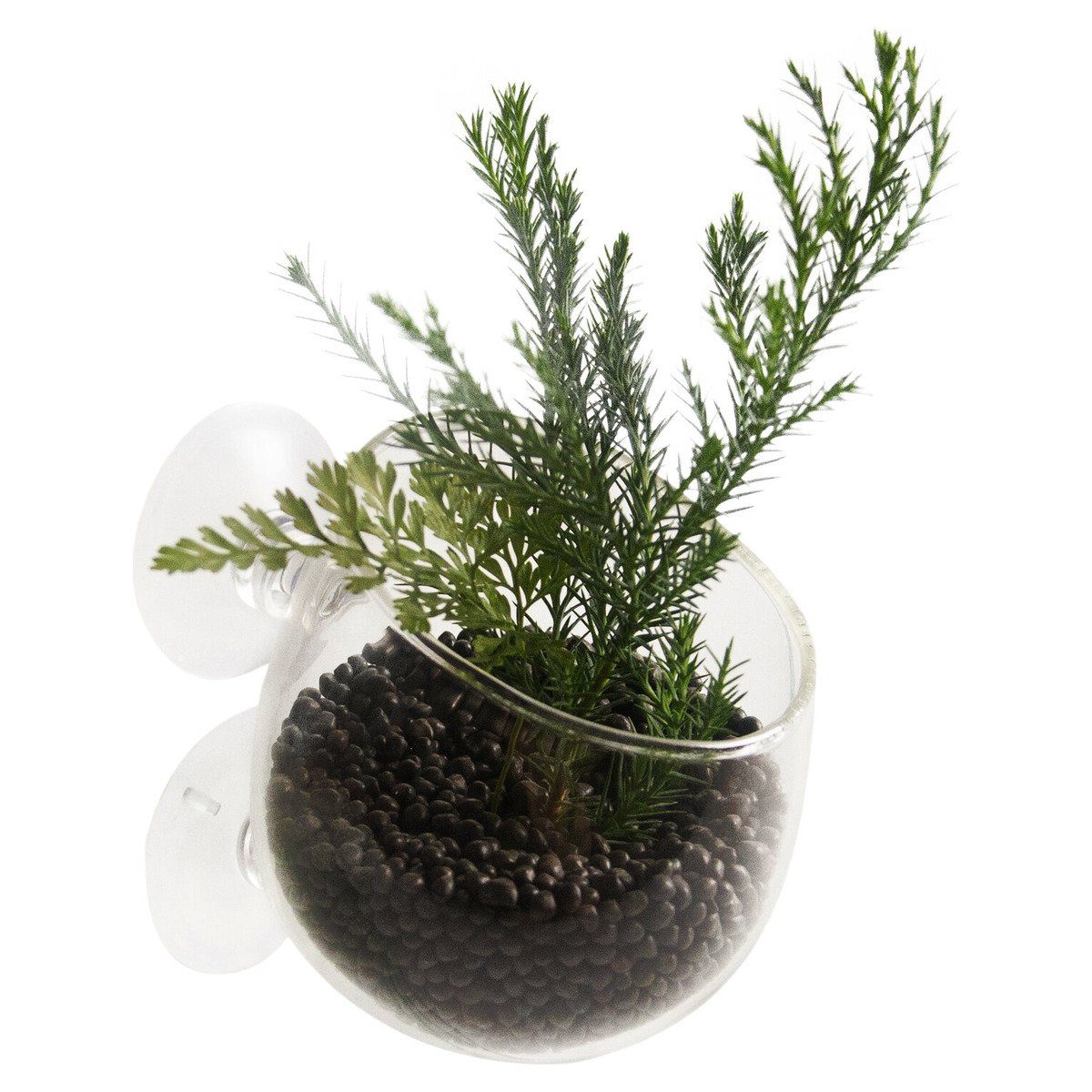 Europet-Bernina Aquariendeko Aquarium Dekoration Plant Cup Glass transparent