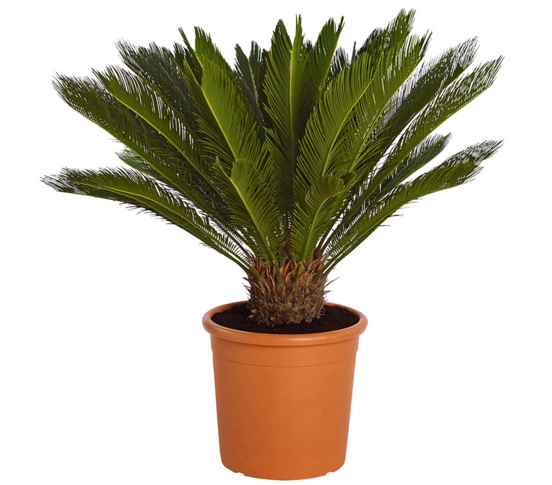 Dehner Zimmerpflanze Sagopalmfarn, Cycas revoluta, Urpflanze, Palmfarn mit großen, farnähnlichen, jedoch festen Blattwedeln