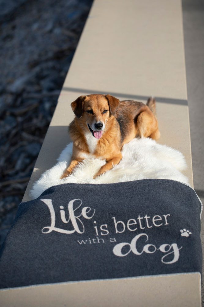 DAVID FUSSENEGGER Tierdecke Hundedecke 'life is günstig online kaufen
