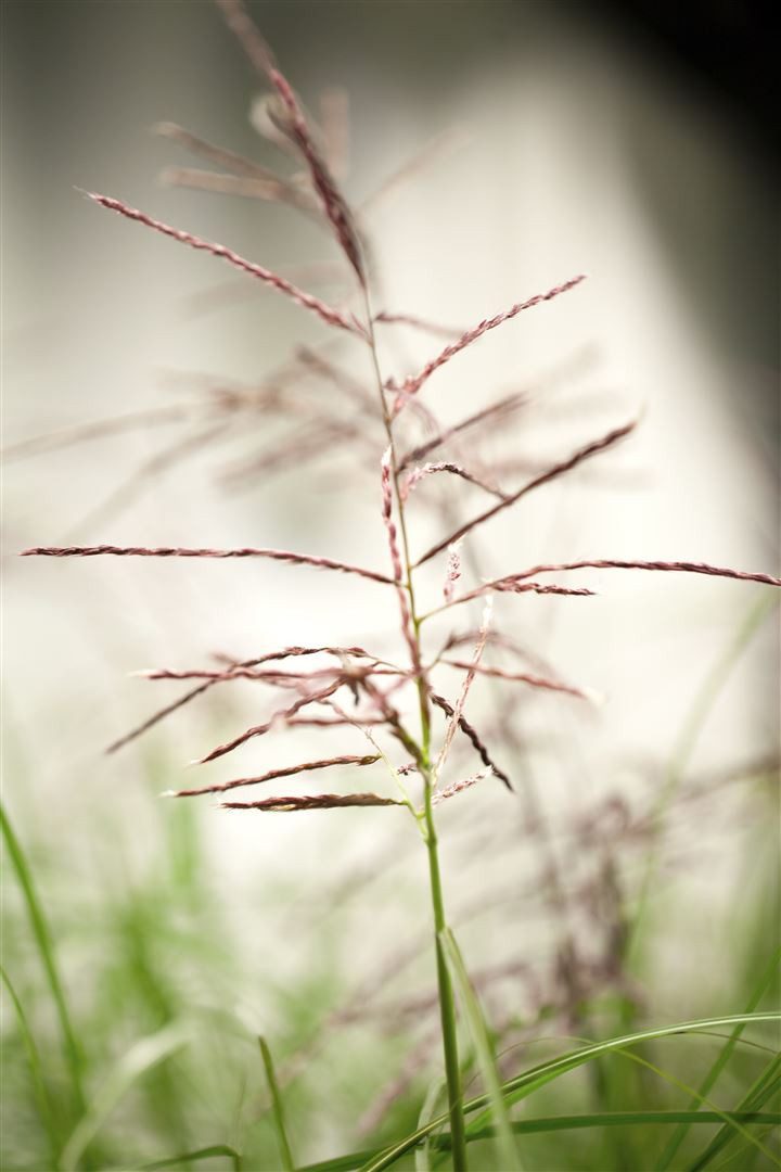 Pflanzen für Dich Травы Miscanthus sin. Ferner Osten, 1 St., Chinaschilf, Zebragras, Silberfedergras, rote Halme, spätsommerblüte