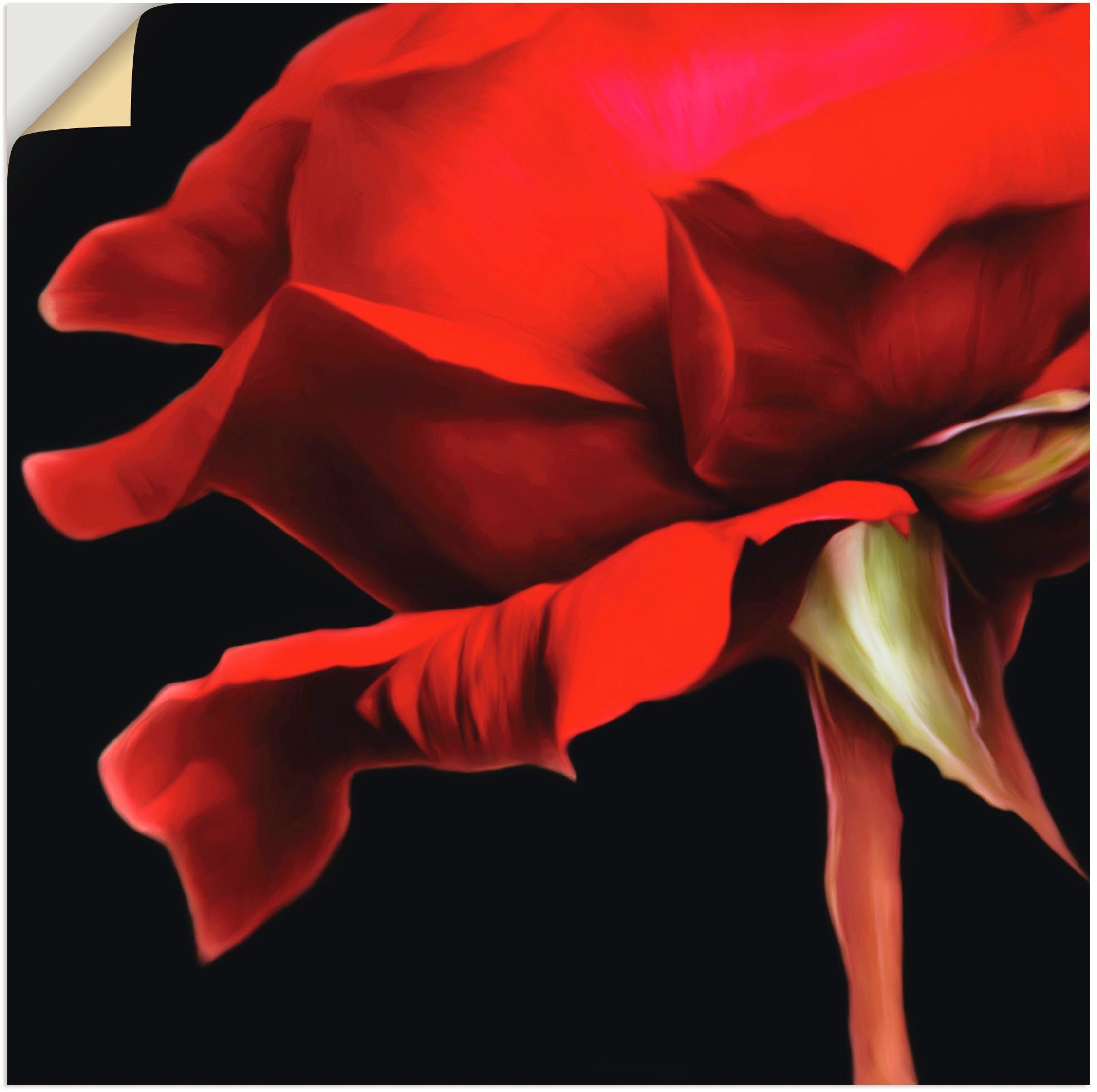 Artland Wandbild Rose, Blumen (1 St), als Alubild, Leinwandbild, Wandaufkleber oder Poster in versch. Größen