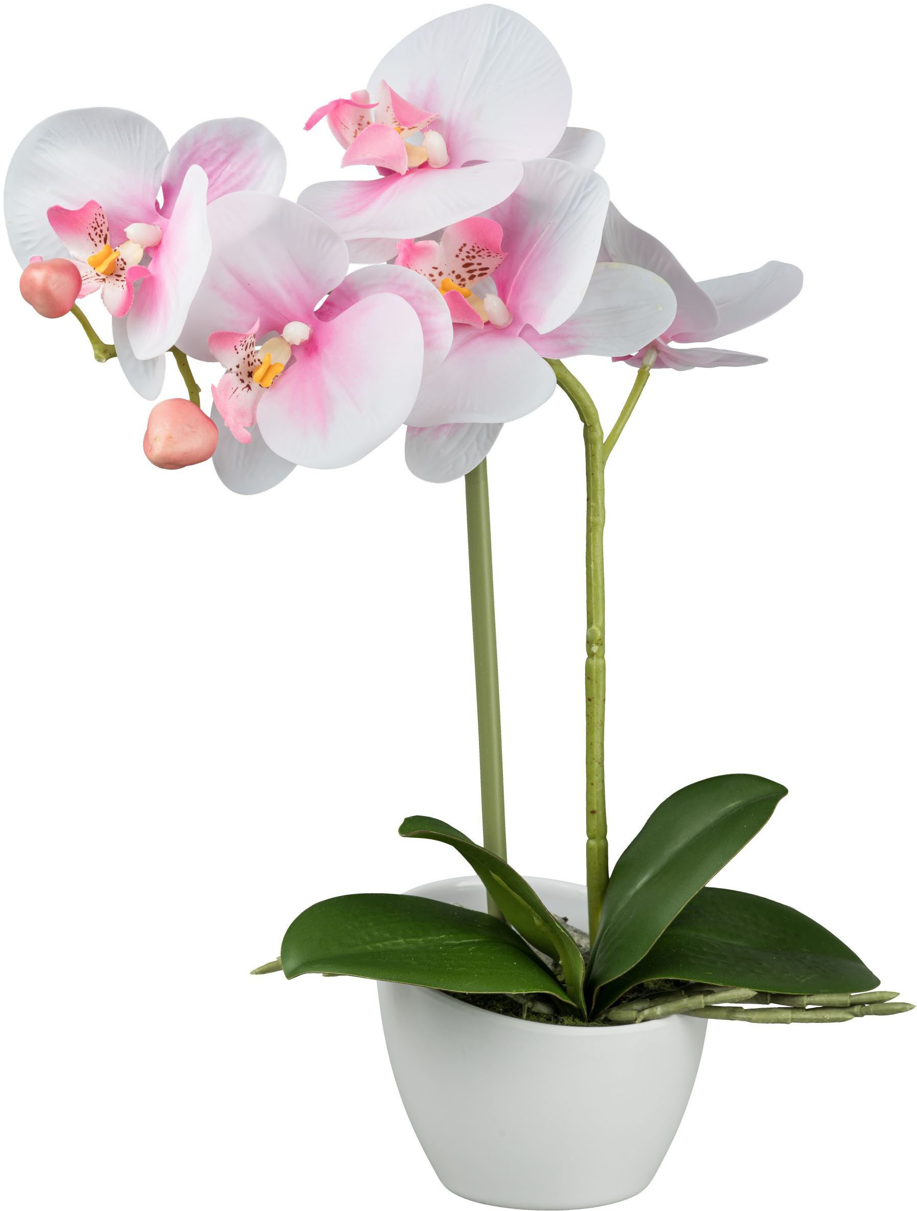 Kunstorchidee Orchidee Phalaenopsis, Creativ green, Höhe günstig online kaufen
