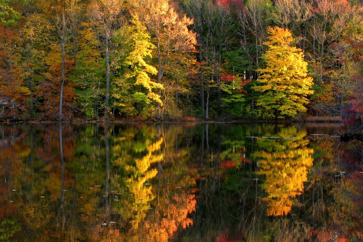 Fototapete See Papermoon im Wald