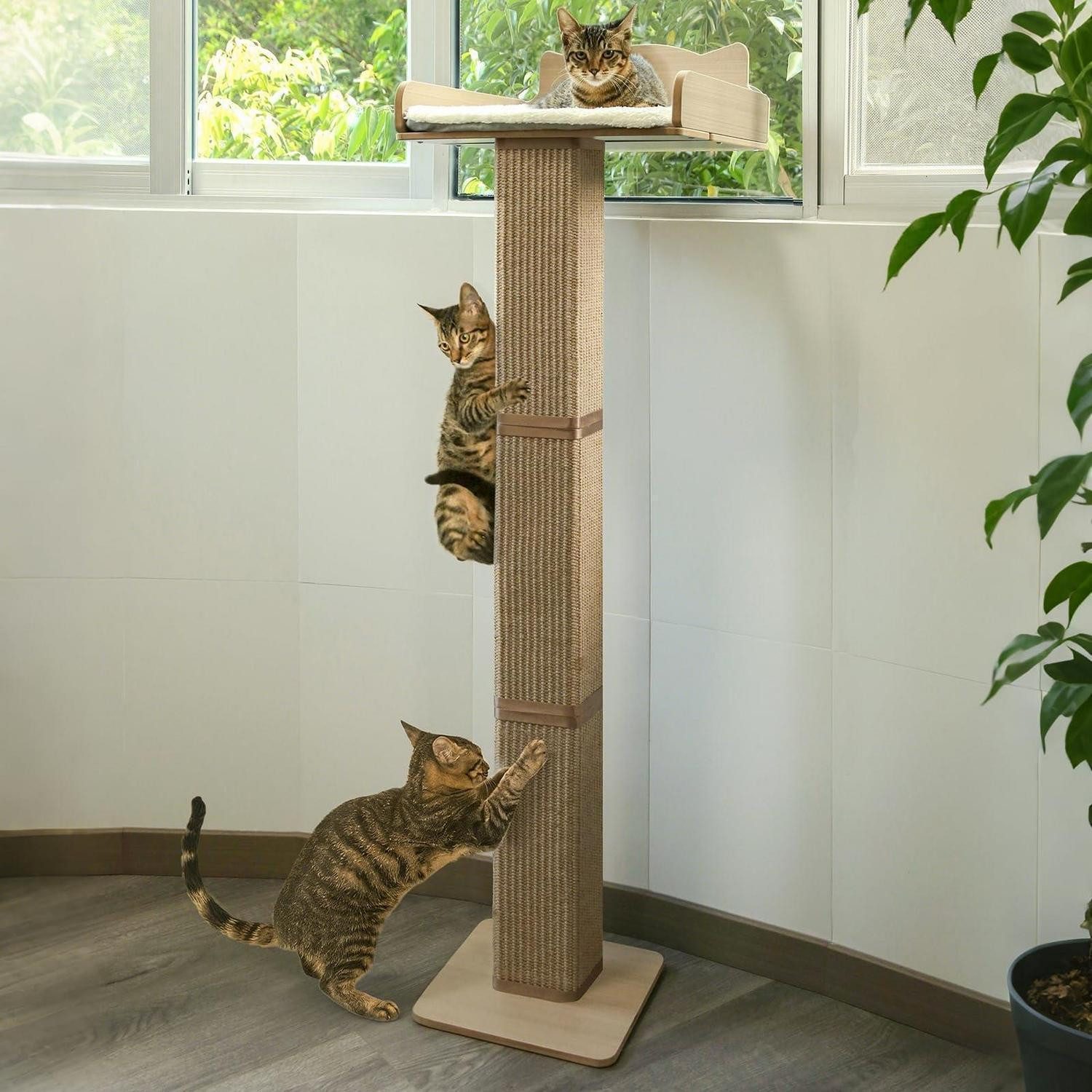 LuxusKollektion Katzen-Kletterwand Katzenfensterstange Sisal Hängematte verstellbar