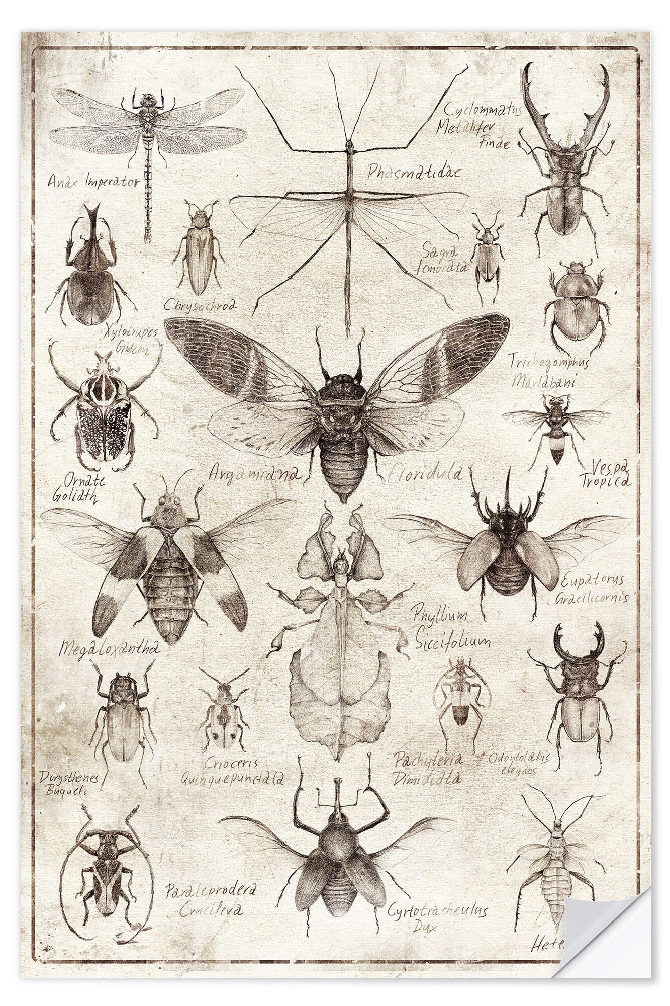 Posterlounge Wandfolie Mike Koubou, Insekten II, Klassenzimmer Vintage Illustration