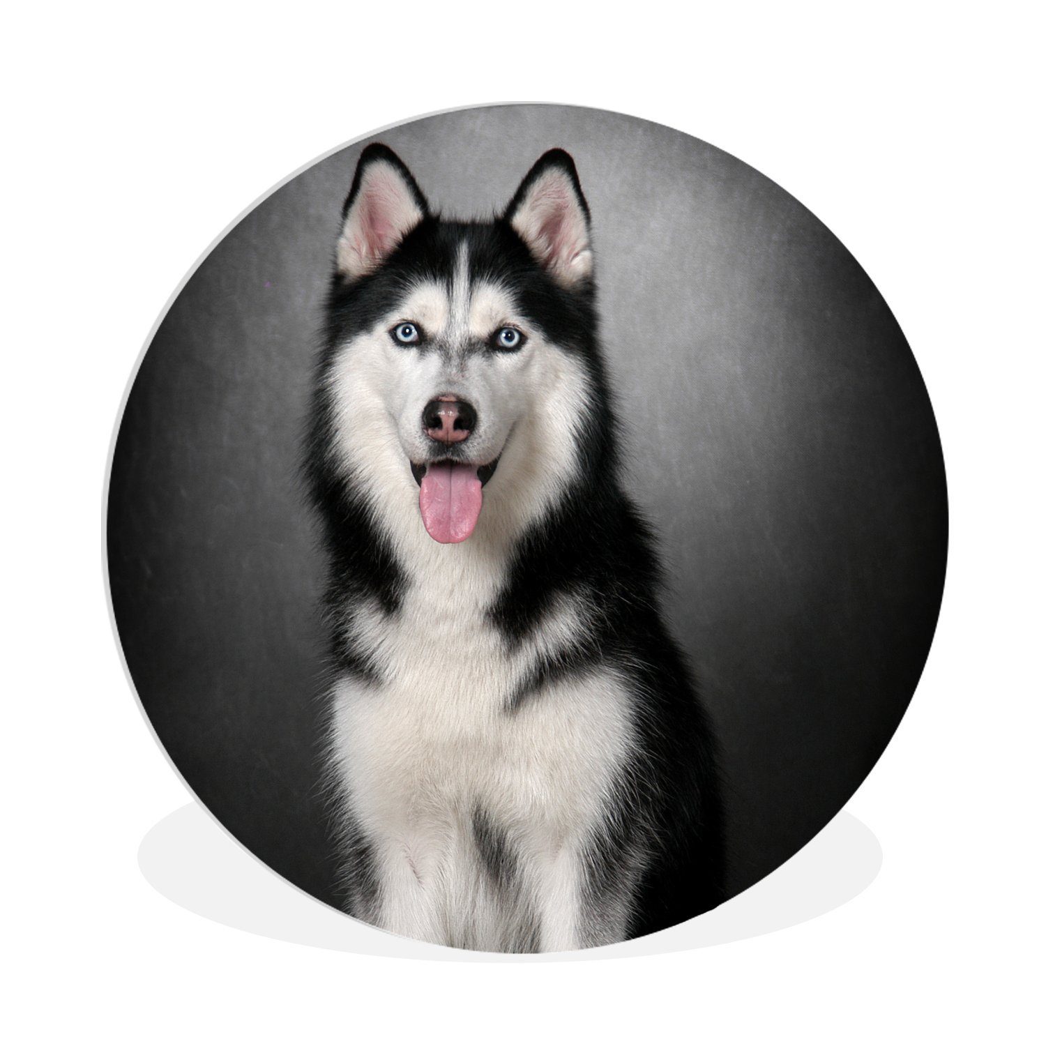 MuchoWow Gemälde Sibirischer Husky, (1 St), Kreis Wanddekoration Forex, Rundes Wandbild, Wohnzimmer, 30x30 cm