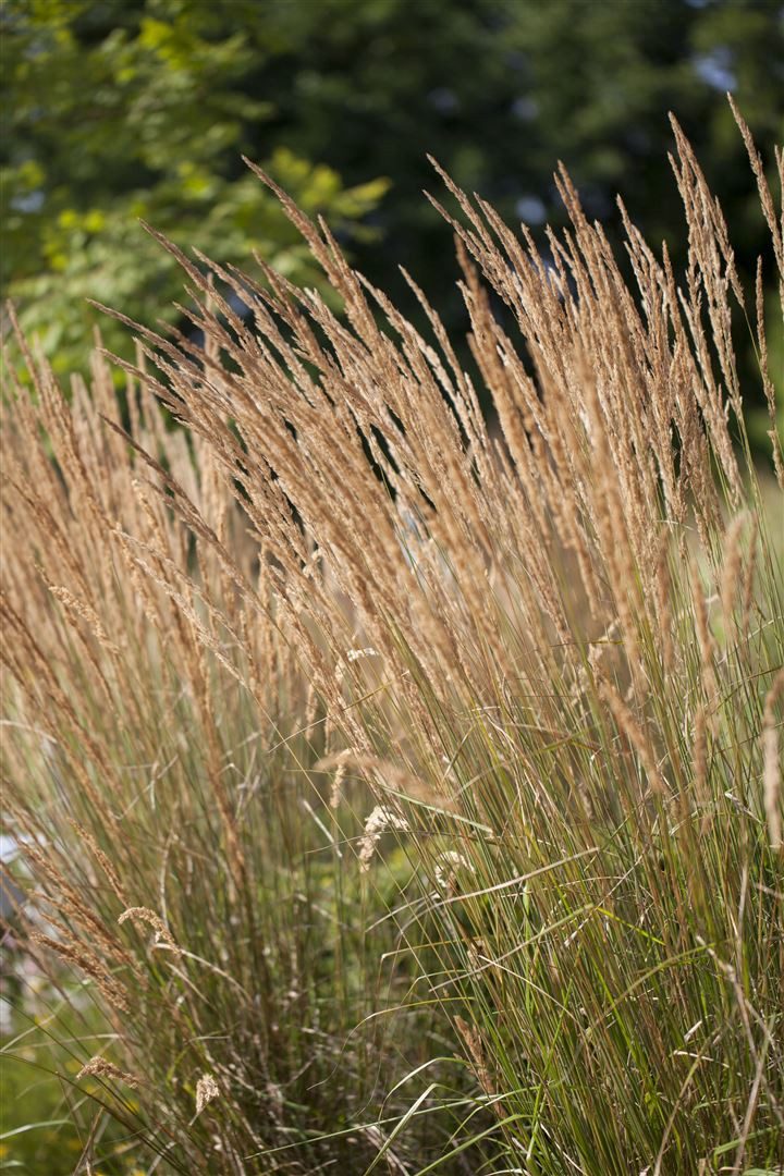 Pflanzen für Dich Gräser Calamagrostis acut. Karl Foerster, 1 St., Garten-Reitgras, Reitgras, aufrecht, winterhart