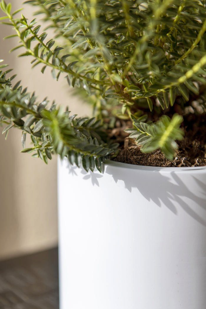 finestgreen Pflanzkübel Handgefertigtes Pflanzgefäß Mini Max günstig online kaufen