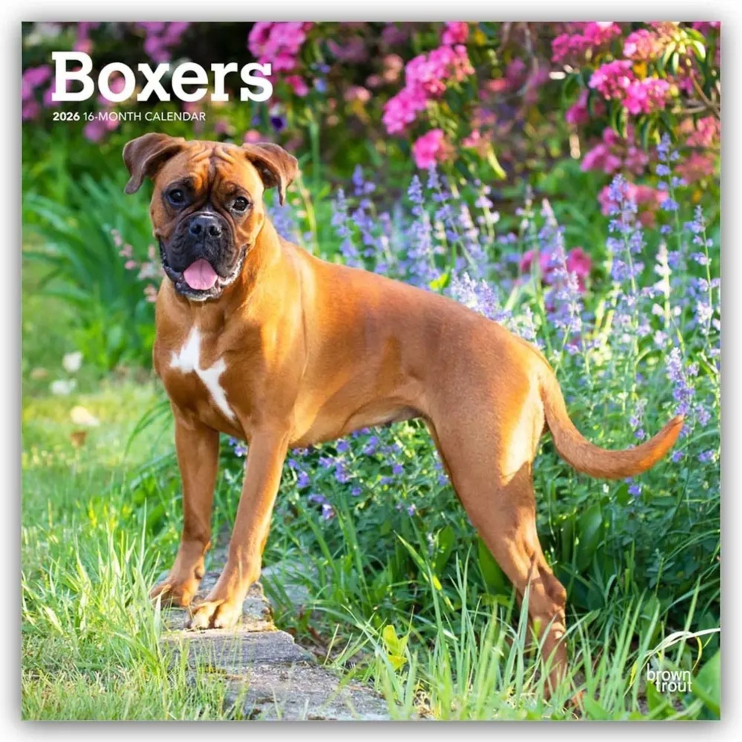 Wandkalender Boxers - Boxer 2026 - 16-Monatskalender