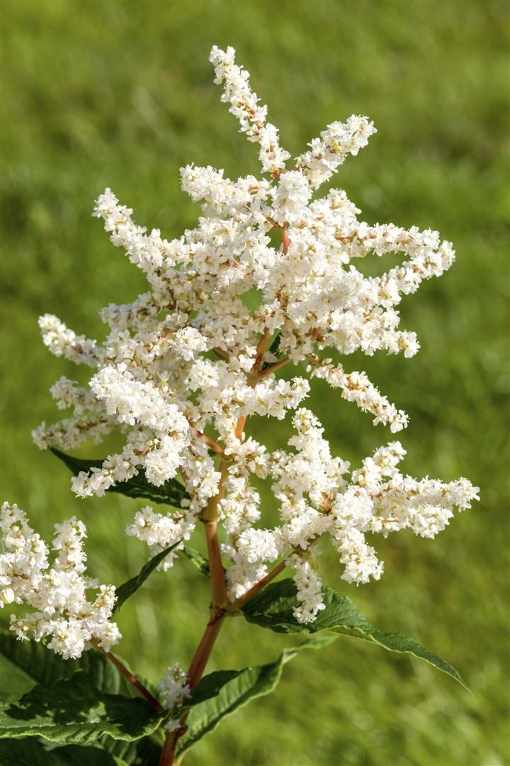 Pflanzen für Dich Staude Astilbe japonica 'Deutschland', 1 St., Prachtspiere, Japanische Prachtspiere