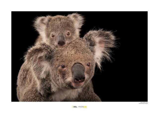 Komar Poster »Koala Bear«, Tiere, Höhe: 40cm-Otto