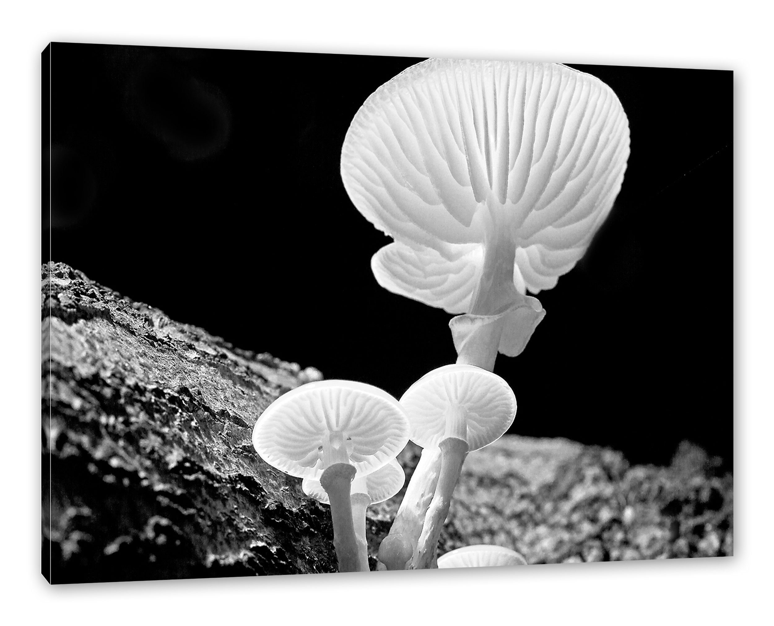 weiße St), bespannt, Dark weiße Leinwandbild fertig Leinwandbild Pixxprint (1 Dark Pilze, inkl. Pilze Zackenaufhänger