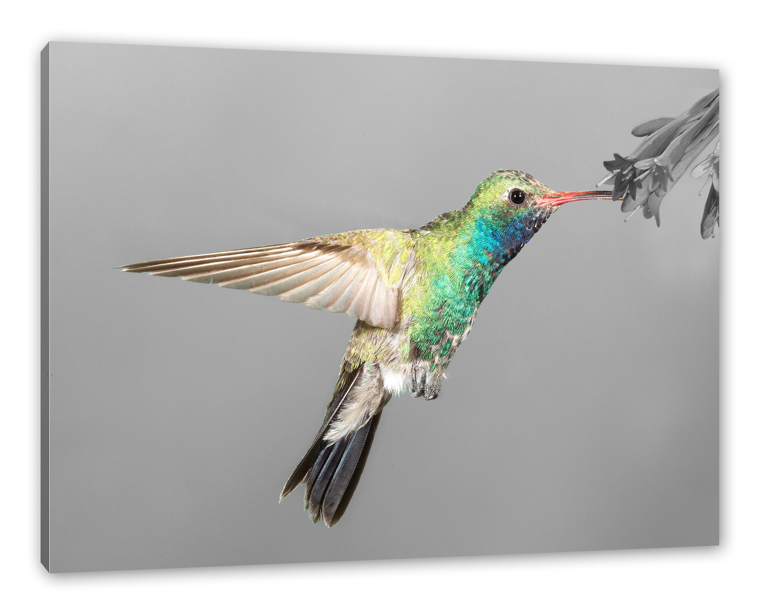fertig Zackenaufhänger (1 St), Kolibri Leinwandbild Pixxprint wunderschöner Leinwandbild inkl. wunderschöner Kolibri, bespannt,