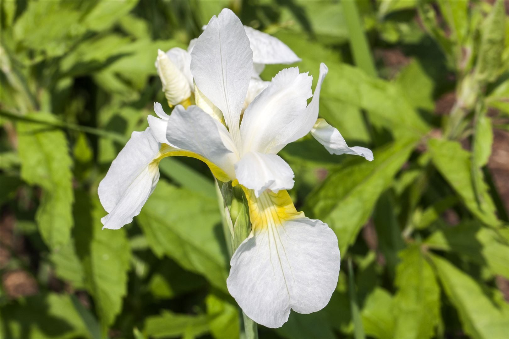Pflanzen für Dich Staude Iris sibirica Snow Queen, 1 St., Sibirische Schwertlilie