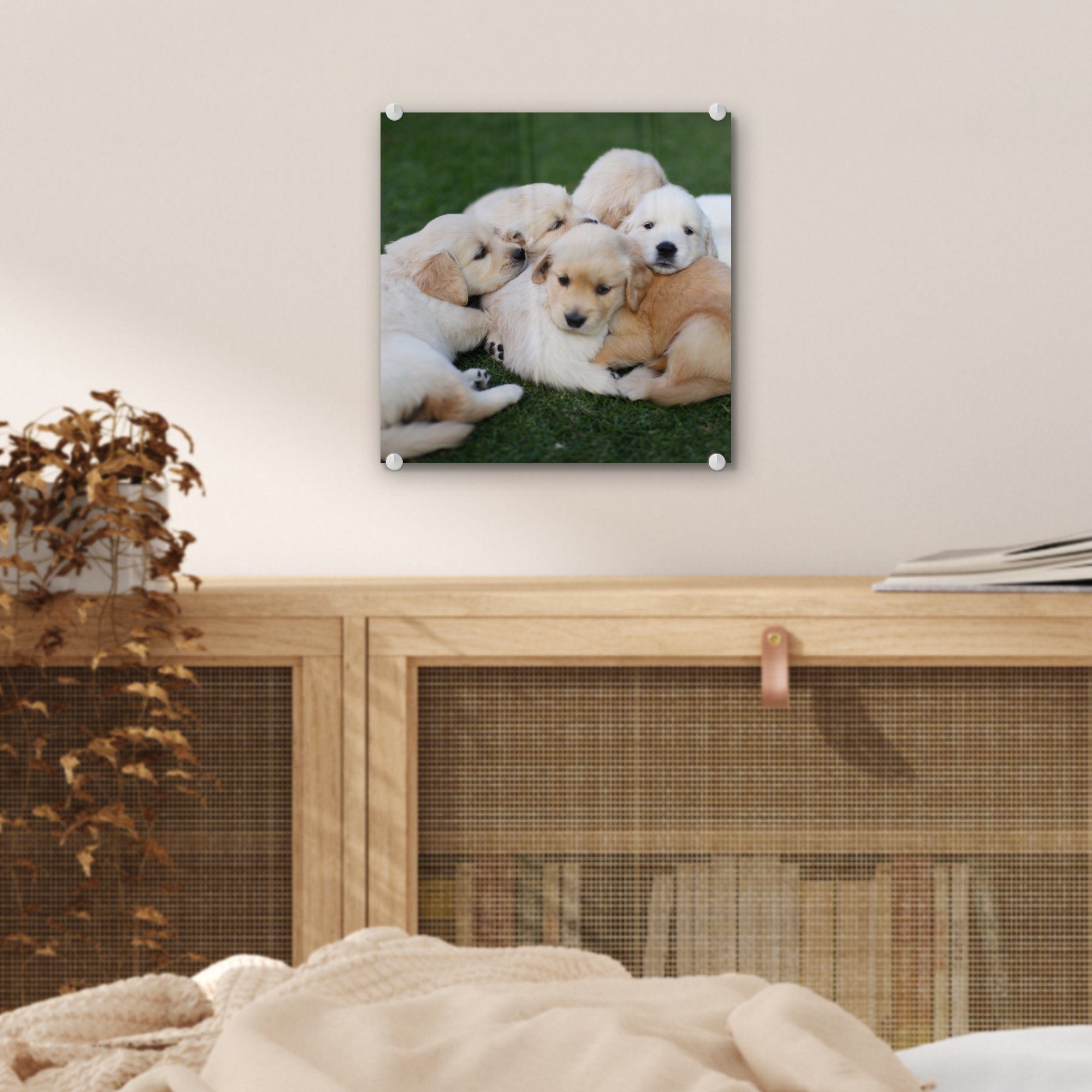 Wandbild Bilder St), Glas Acrylglasbild Tiere - MuchoWow - Wanddekoration Hunde, - Welpen auf Glas Foto - Glasbilder - (1 auf