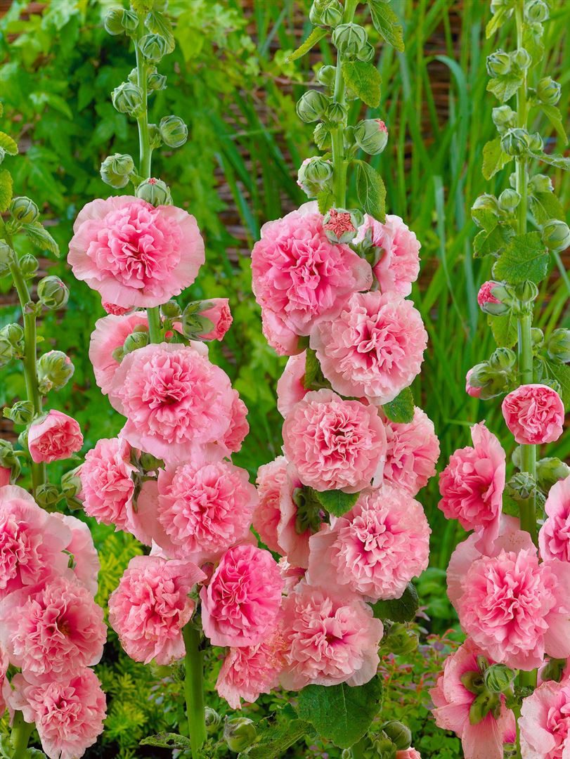 Pflanzen für Dich Staude Alcea rosea Pleniflora Chaters, 1 St., Stockrose, Stockmalve