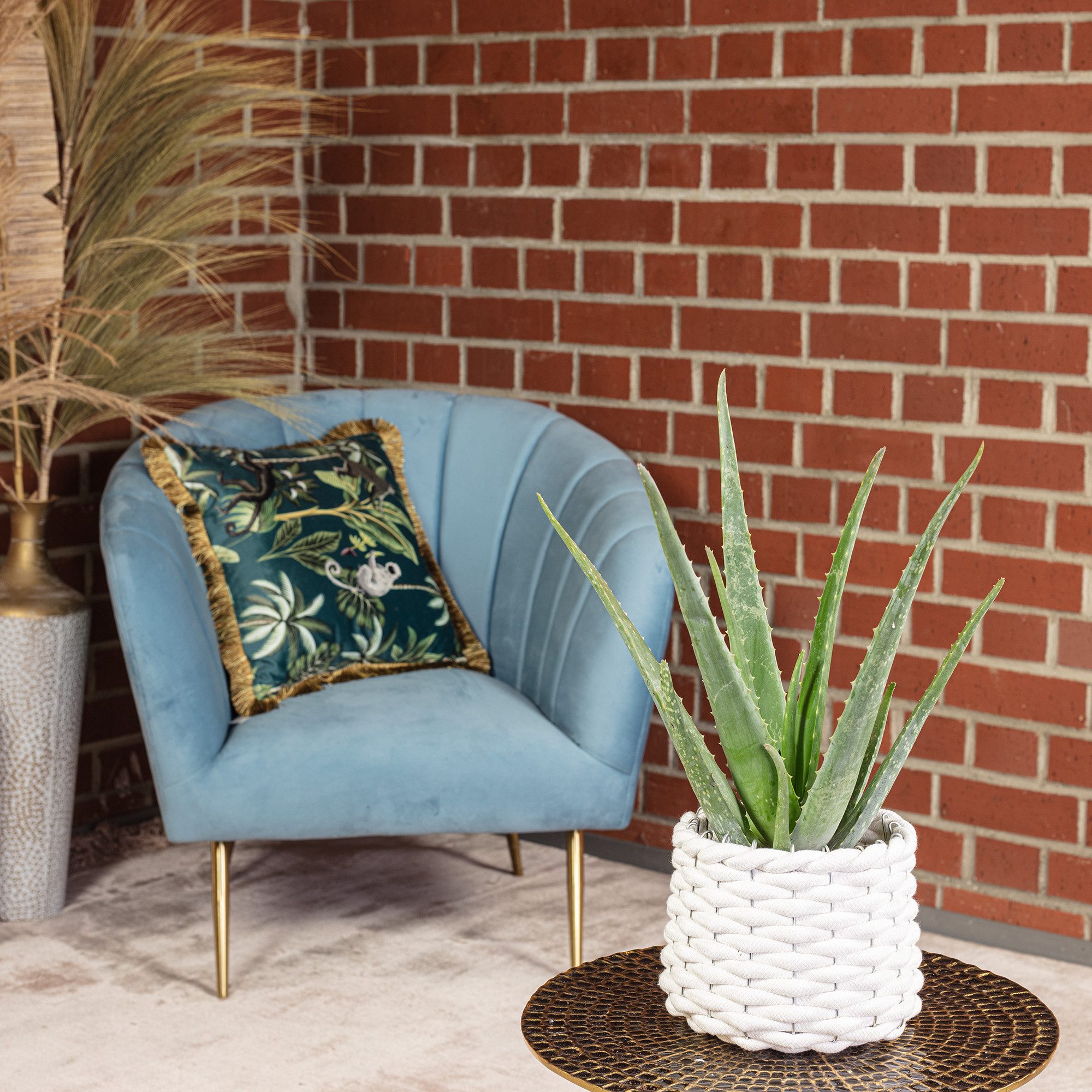 Flowerbox Zimmerpflanze Echte Aloe - Aloe vera, pflegeleicht - Höhe ca. 40 cm, Topf-Ø 12 cm