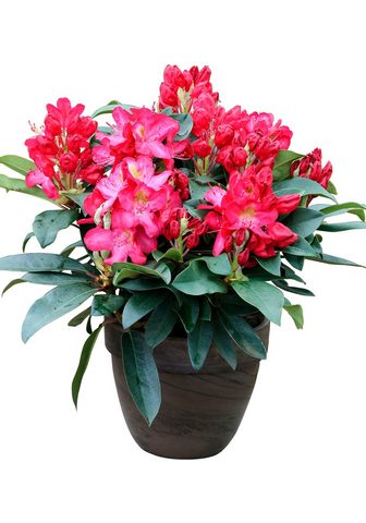 BCM Gehölze »Rhododendron Junifeuer« Höhe:...