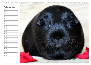 CALVENDO Wandkalender Meerschweinchen Niedliche Herzensbrecher (Premium, hochwertiger DIN A2 Wandkalender 2023, Kunstdruck in Hochglanz)