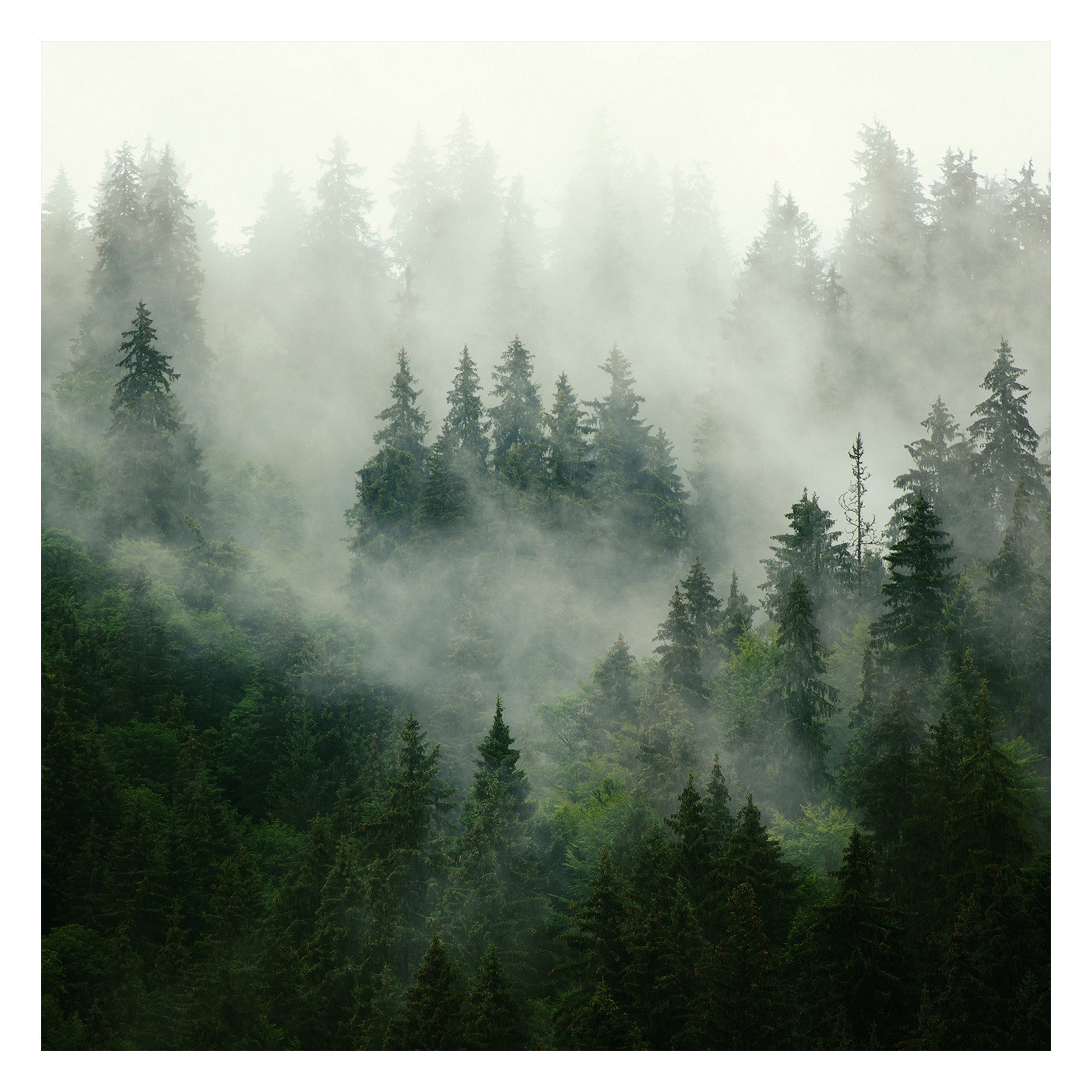 Bilderdepot24 Fototapete Tannenwald Nebel Wald Natur Landschaft grün moderne Wanddeko XXL, Glatt, Matt, (Vliestapete inkl. Kleister oder selbstklebend), Wohnzimmer Schlafzimmer Küche Flur Motivtapete Vliestapete Wandtapete
