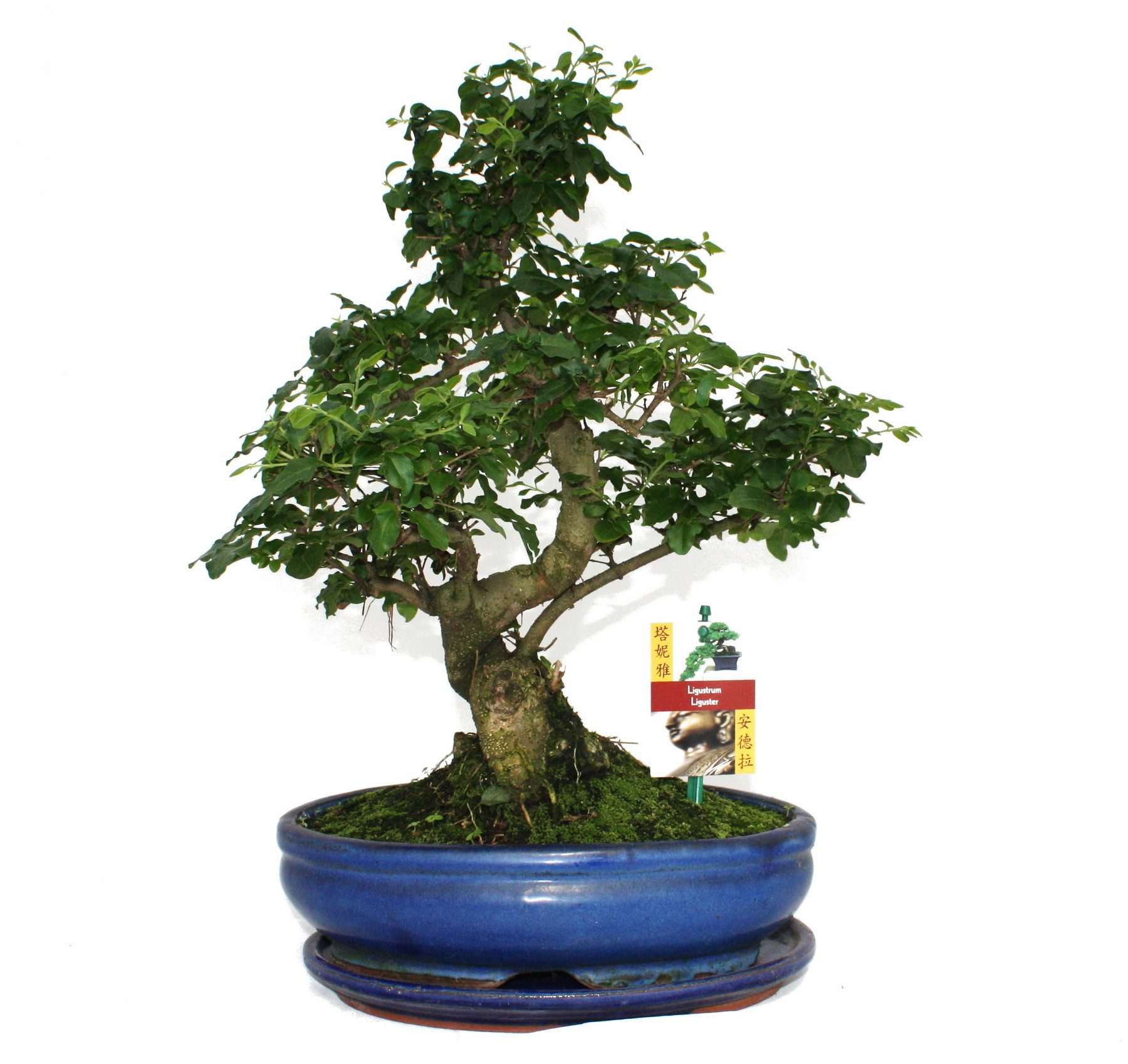 Exotenherz Zimmerpflanze Bonsai ligustro cinese - Ligustrum sinensis - circa 10 anni