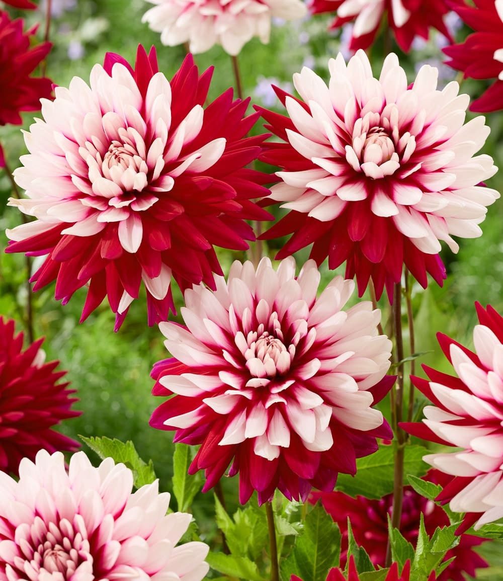 BALDUR Garten Blumenzwiebeln Dahlie 'Rebecca's World', Zweifarbige Schmuckdahlie, Schnittblume, pflegeleicht